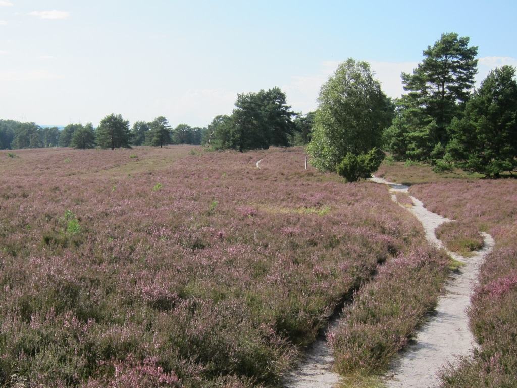 Blühendes Heidekraut im Sonnenschein - am Heidschnuckenweg durch die Misselhorner Heide in Kreis Celle