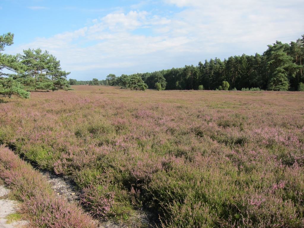 Auch der Jakobsweg führt durch diese Heideflächen in der Misselhorner Heide.