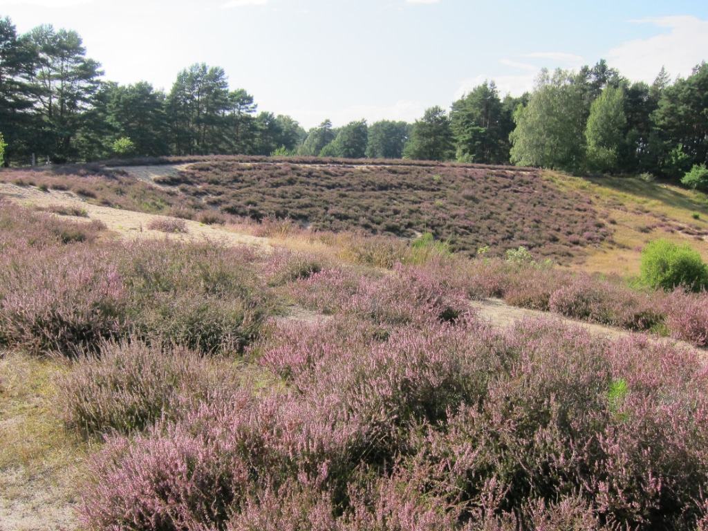 Gedeiht prächtig auf kärgstem Untergrund: Besenheide.