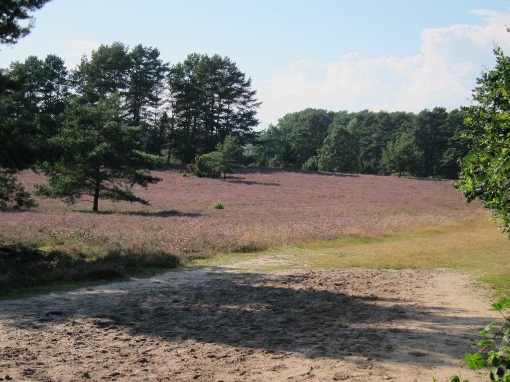 Kiefern Eichen, Wacholder und blühendes Heidekraut in der Misselhorner Heide