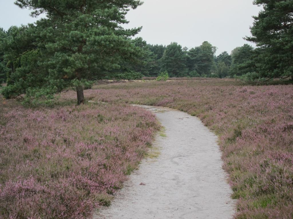 Wanderung auf dem Heidepanoramaweg in der Misselhorner Heide zur Heideblüte.