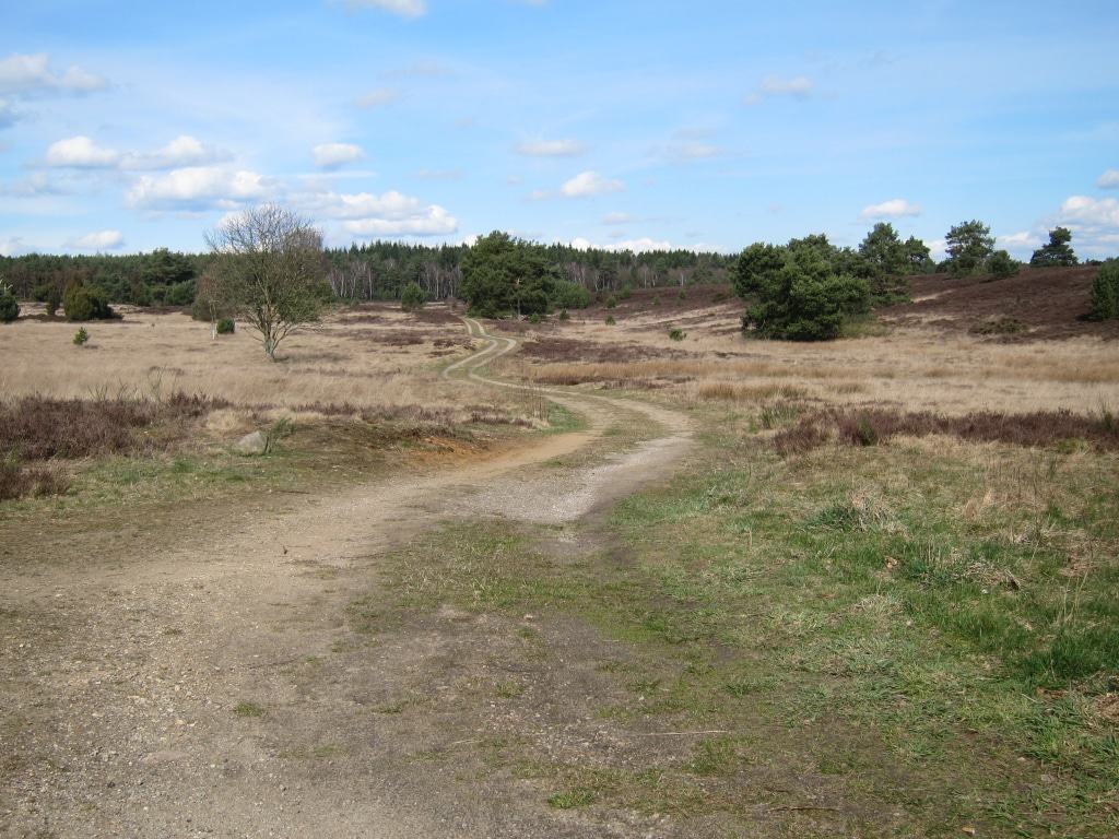 Unbefestigter Weg durch die Heide mit Fahrspuren im Frühjahr Lüneburger Heide im zeitigen Frühjahr - geschwungener Weg durch die Heide in Bispingen-Timmerloh