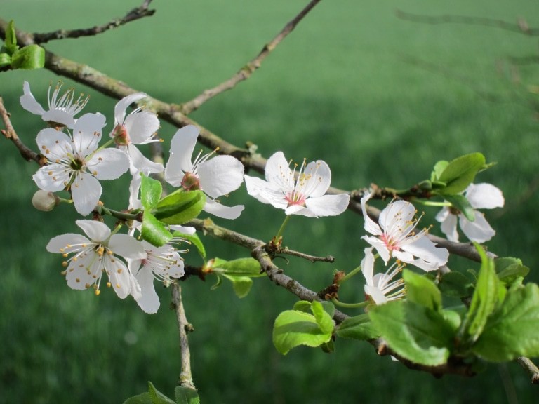 Weißdorn-Blüten (Crataegus)