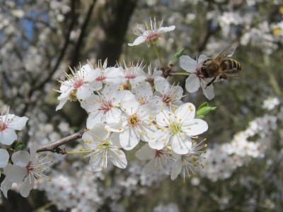 Weißdornblüten (Crataegus) mit Biene
