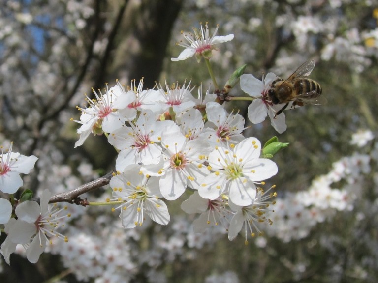 Weißdornblüten (Crataegus) mit Biene