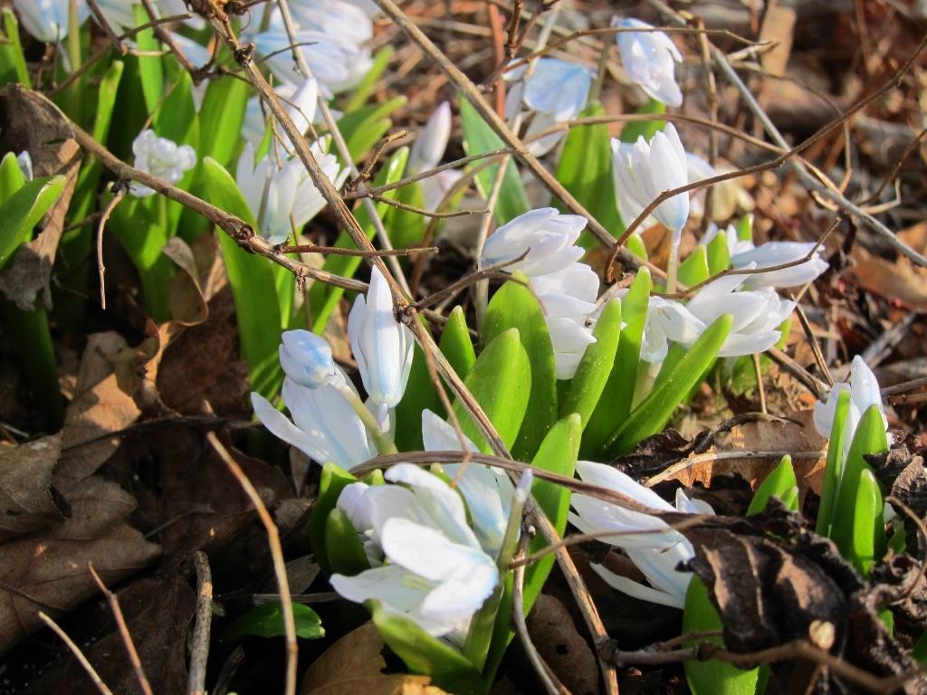 Blaustern (Scilla) in weiß
