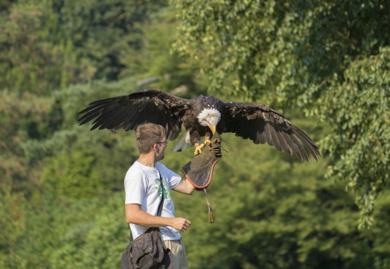 In der völlig neu konzipierten Flugshow können Besucher nun auch Weißkopfseeadler Lady bestaunen. Foto: Weltvogelpark Walsrode