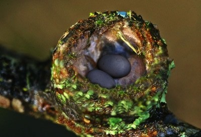 Nest mit schwarzen Flughundeiern Foto: Weltvogelpark Walsrode