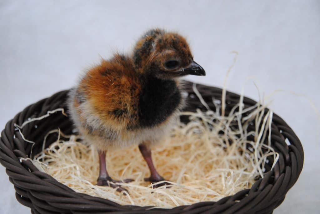 Graurücken-Trompetervogel-Küken in der Vogelbabystation, Weltvogelpark Walsrode