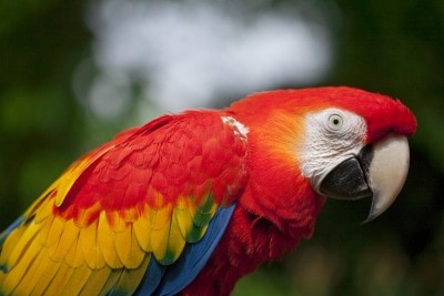 Hellroter Ara Foto: Weltvogelpark Walsrode
