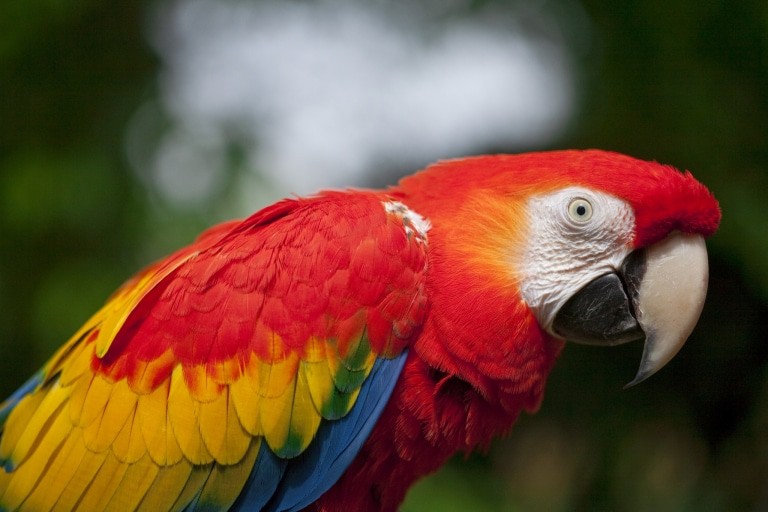 Hellroter Ara Foto: Weltvogelpark Walsrode