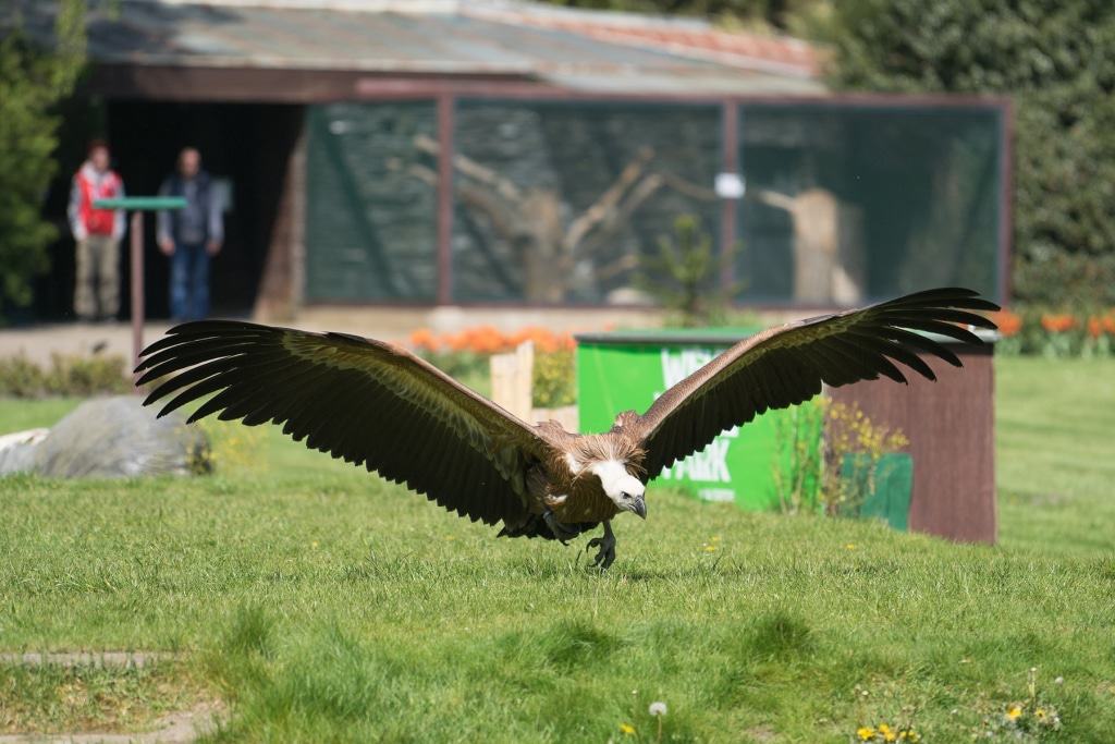 "Gänsegeier sind die fliegende Gesundheitspolizei unserer Ökosysteme", erklärt Janina Buse vom Weltvogelpark. Foto: Weltvogelpark Walsrode