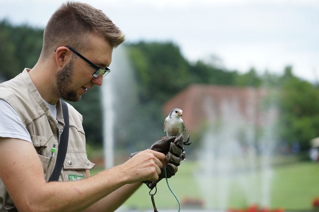 Erwartet wird Nachwuchs auch bei den Halsbandzwergfalken, die zu den kleinsten Greifvögeln der Welt gehören. Foto: Weltvogelpark Walsrode