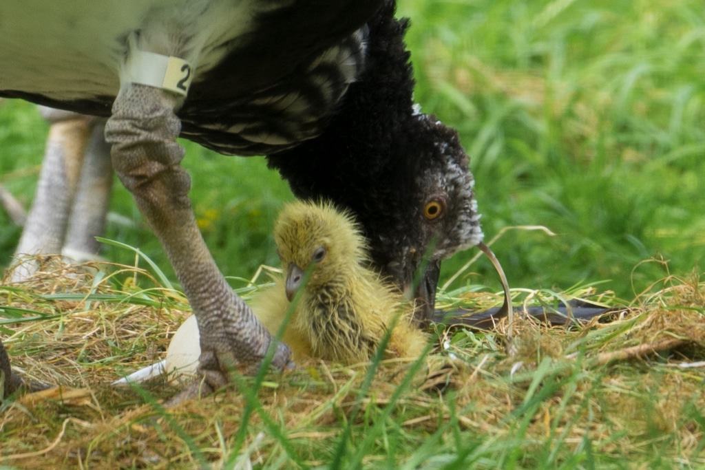 den Hornwehrvögeln Foto: Weltvogelpark Walsrode