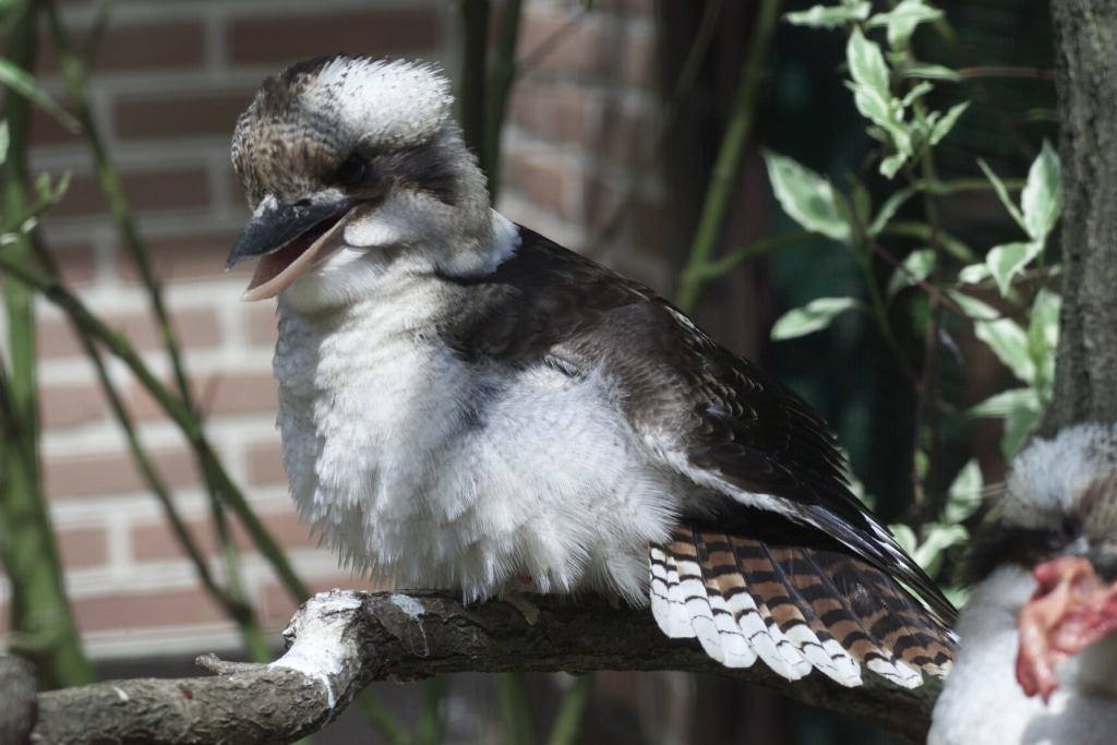 Der neue Star der Flugshow: Der Lachende Hans Foto: Weltvogelpark Walsrode