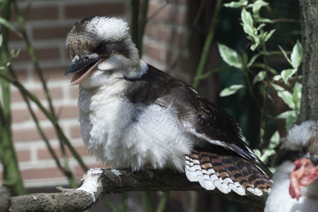 Der ursprünglich in Australien beheimatete "Lachende Hans" wird auch "Buschmannsuhr" genannt. Foto: Weltvogelpark Walsrode