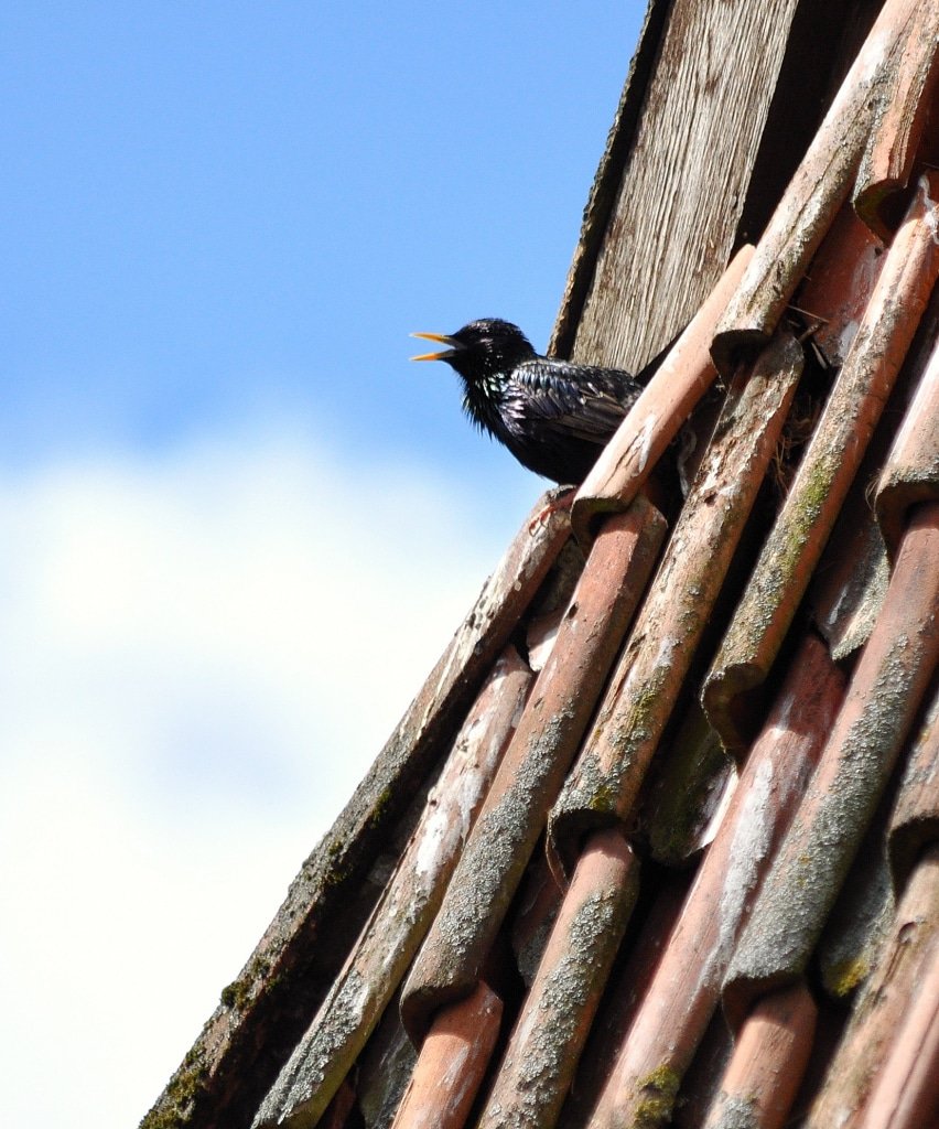 Der europäische Star ist mittlerweile vielerorts ganzjährig in Deutschland heimisch. Foto: Weltvogelpark Walsrode