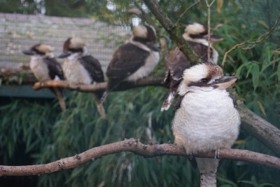 Bis zu vier Jahre bleiben die Jungtiere des Jägerliest, auch Lachender Hans genannt, bei ihren Eltern. Foto: Weltvogelpark Walsrode