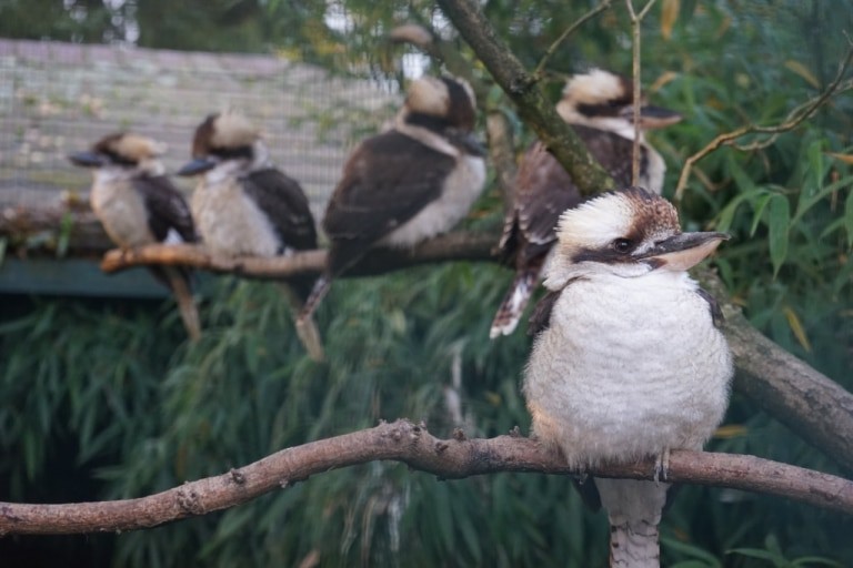 Bis zu vier Jahre bleiben die Jungtiere des Jägerliest, auch Lachender Hans genannt, bei ihren Eltern. Foto: Weltvogelpark Walsrode