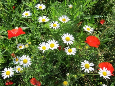 Wildblumen am Feldrand mit Mohn