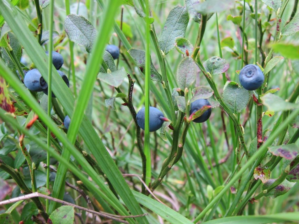 Reife wilde Blaubeeren (Heidelbeeren) in der Misselhorner Heide