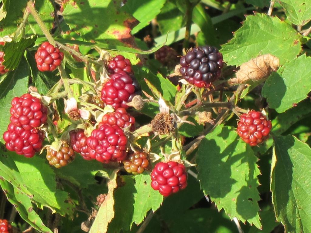 Wilde Brombeeren mit unterschiedlichen Reifegraden