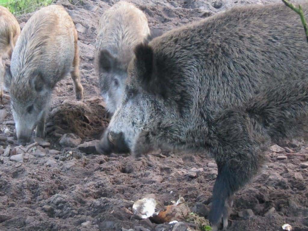 Wildschweine im Gehege beim Fressen