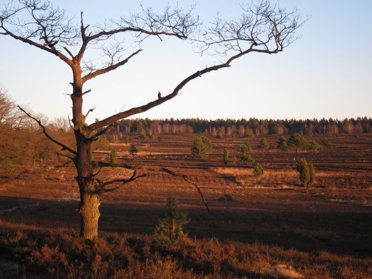 Winterliche Heidelandschaft in der Nähe des Wilseder Berges