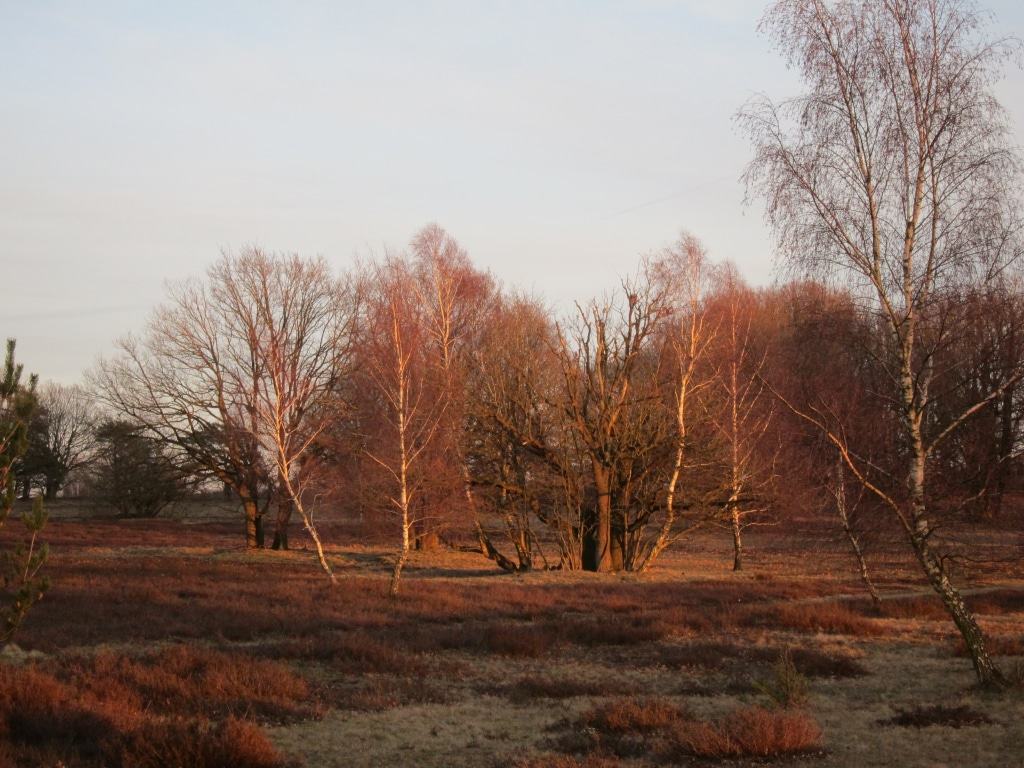Sonnenuntergang an einem Wintertag auf dem Tütsberg bei Schneverdingen