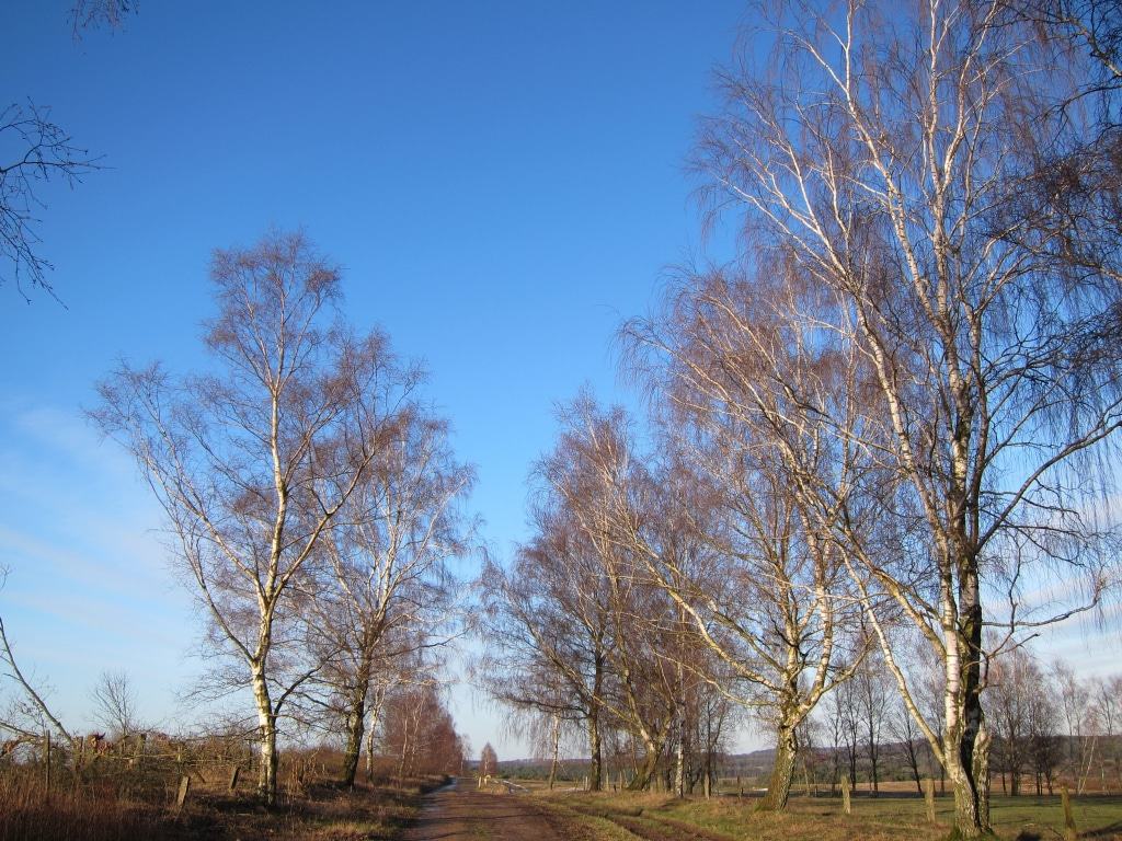 Wintertag in der Heide - Birkenalle im Sonnenschein