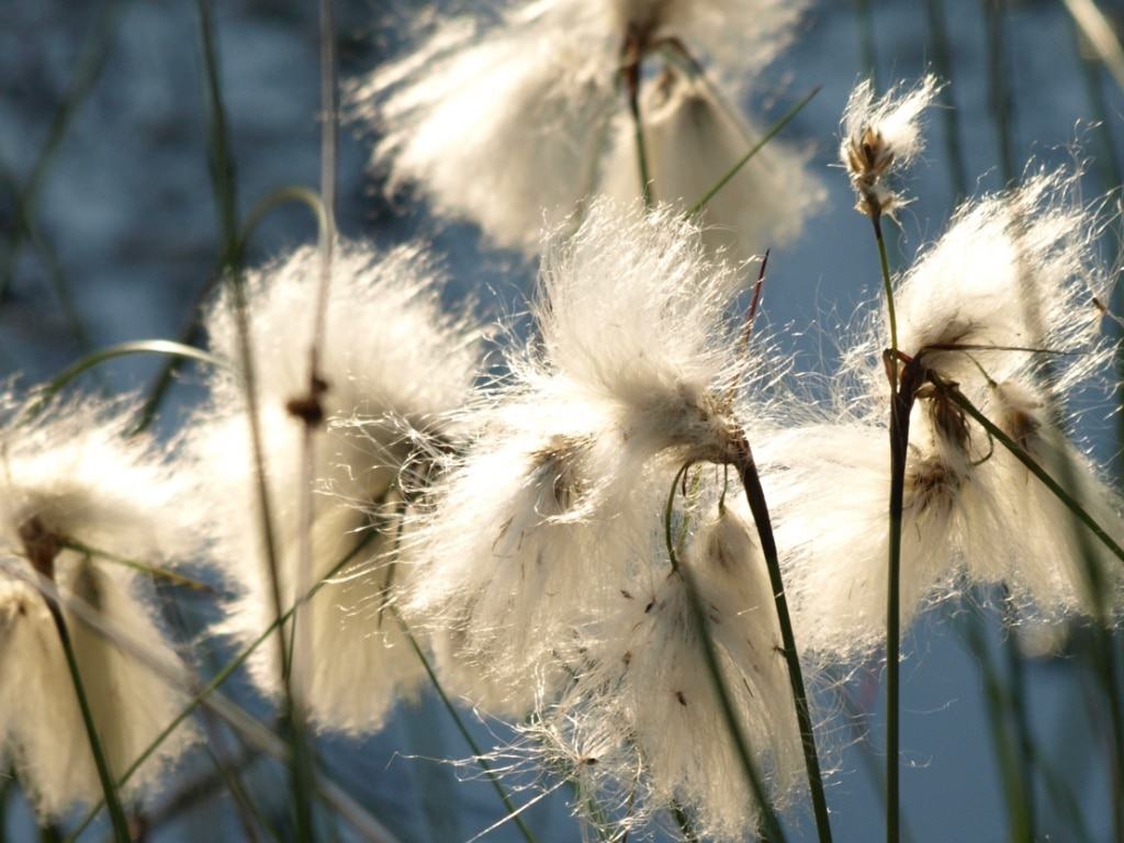 Wollgrasblüten im Pietzmoor in Schneverdingen