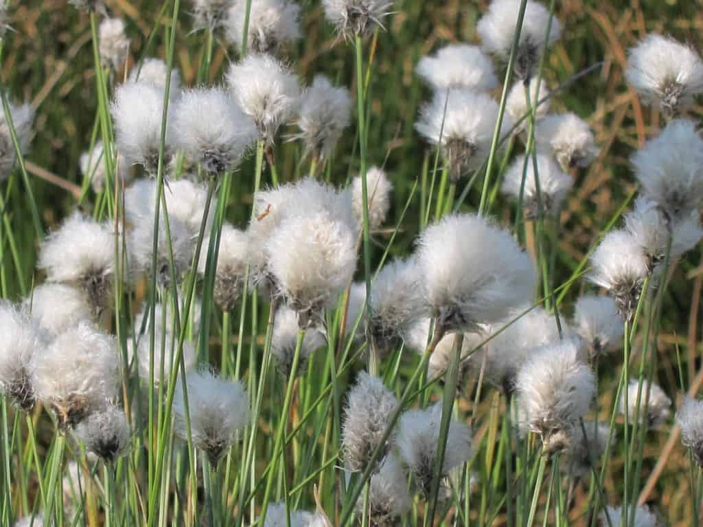 Wollgrasblüte im Pietzmoor - Fruchtstände des Wollgrases
