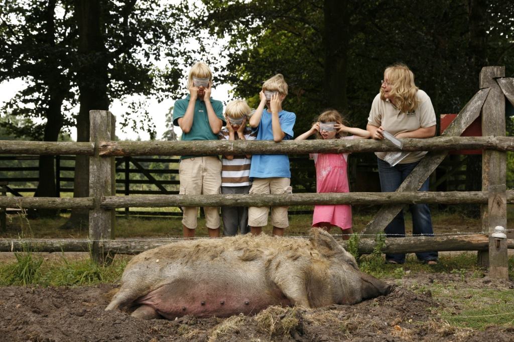 Wollschwein Foto: LandPark Lauenbrück