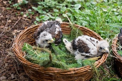Aufgezogen werden die Wüstenbussard-Babys in der Jungvogelstation des Parks. Foto: Weltvogelpark Walsrode
