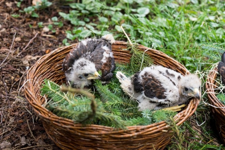 Aufgezogen werden die Wüstenbussard-Babys in der Jungvogelstation des Parks. Foto: Weltvogelpark Walsrode
